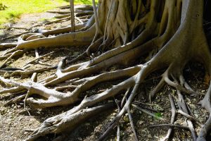 Tree Roots